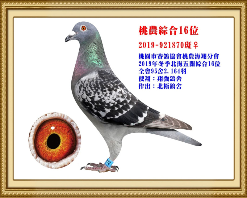 桃農綜合16位 2019-921870斑母