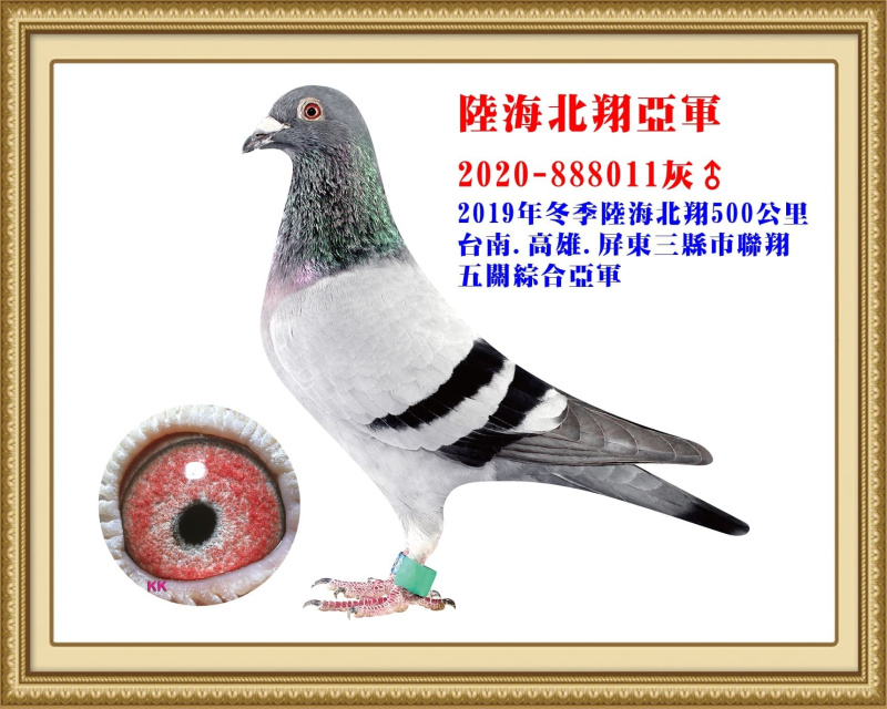 陸海北翔亞軍 2020-888011灰公