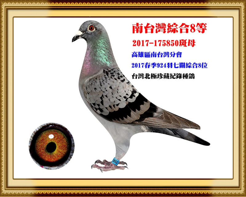 南台灣綜合8等 2017-175850斑母