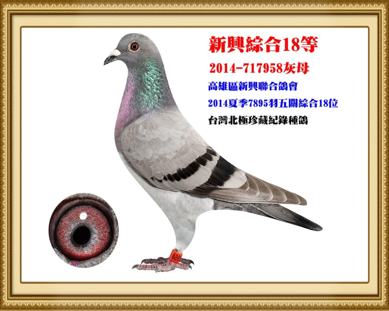 新興綜合18等 2014-717958灰母