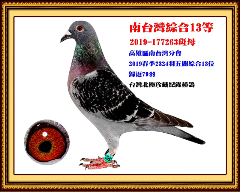 南台灣綜合13等 2019-177263斑母