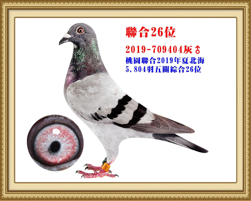 聯合26位 2019-709404灰公