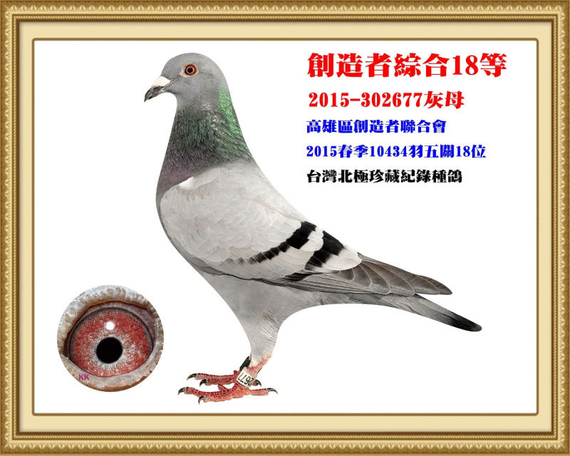 創造者綜合18等 2015-302677灰母