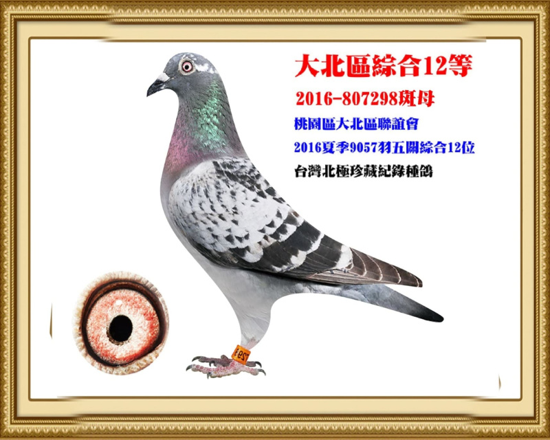 大北區綜合12等 2016-807298斑母