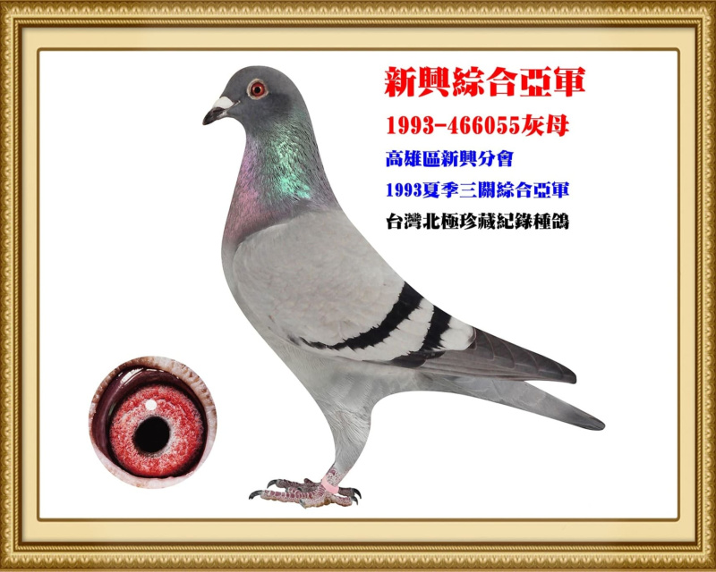 新興綜合亞軍 1993-466055灰母