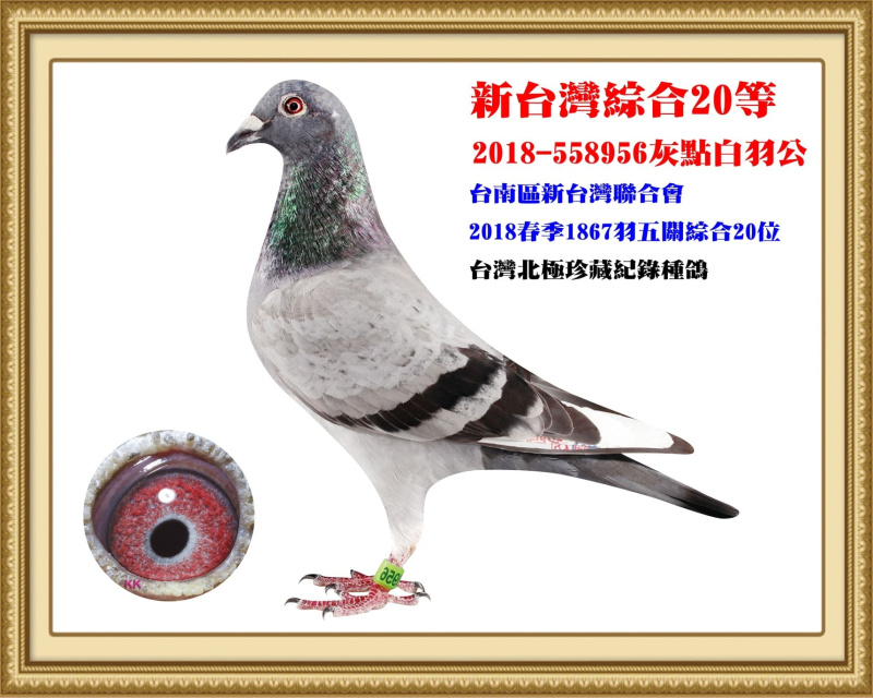 新台灣綜合20等 2018-558956灰點白羽公