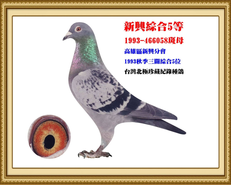 新興綜合5等 1993-466058斑母