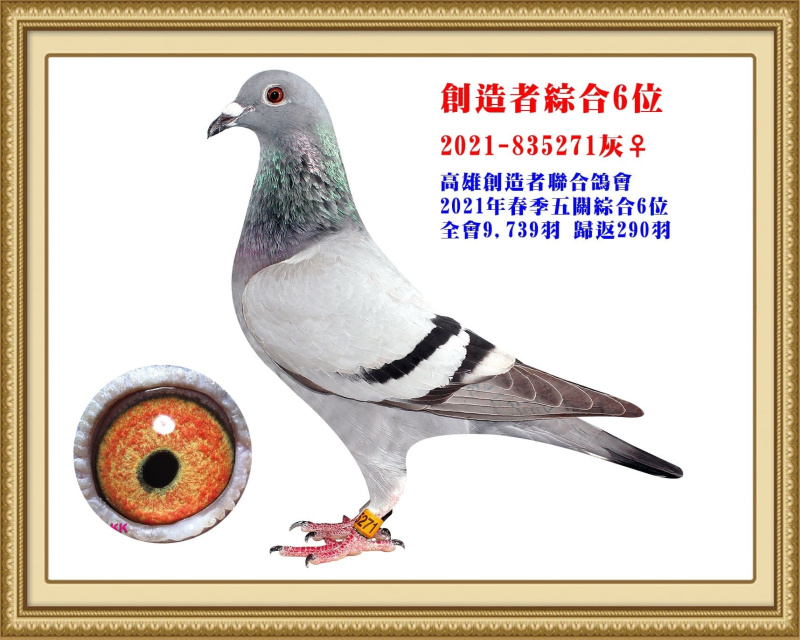 創造者綜合6位 2021-835271灰母