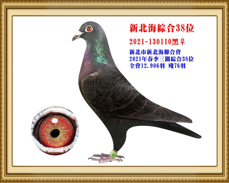 新北海綜合38位 2021-130110黑母