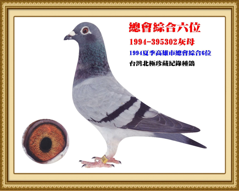 總會綜合六位 1994-395302灰母