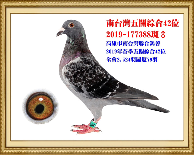 南台灣五關綜合42位 2019-177388斑公