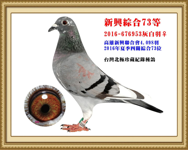 新興綜合73等 2016-676953灰白羽母