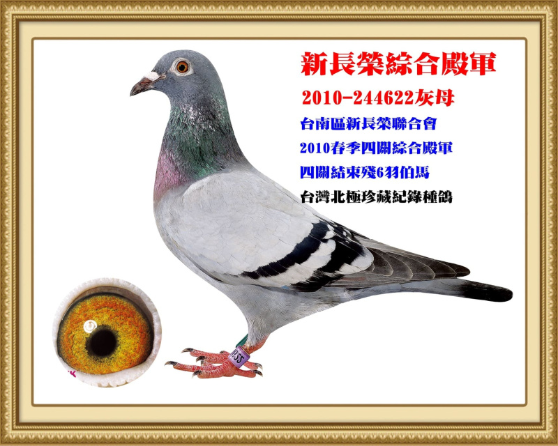 新長榮綜合殿軍 2010-244622灰母