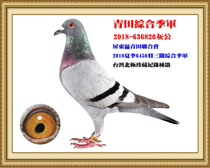 青田綜合季軍 2018-636820灰公
