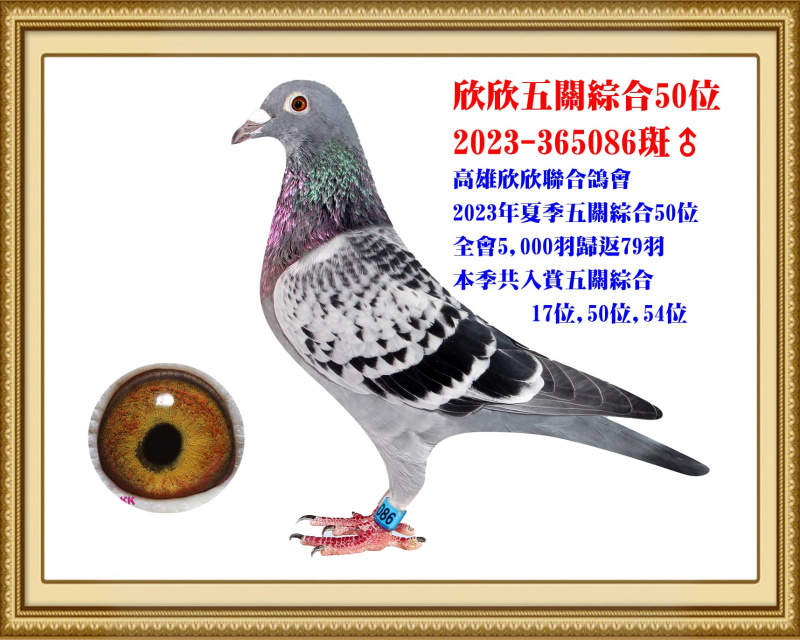 欣欣五關綜合50位 2023-365086斑公