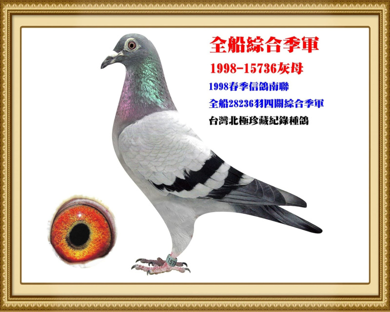 全船綜合季軍 1998-15736灰母