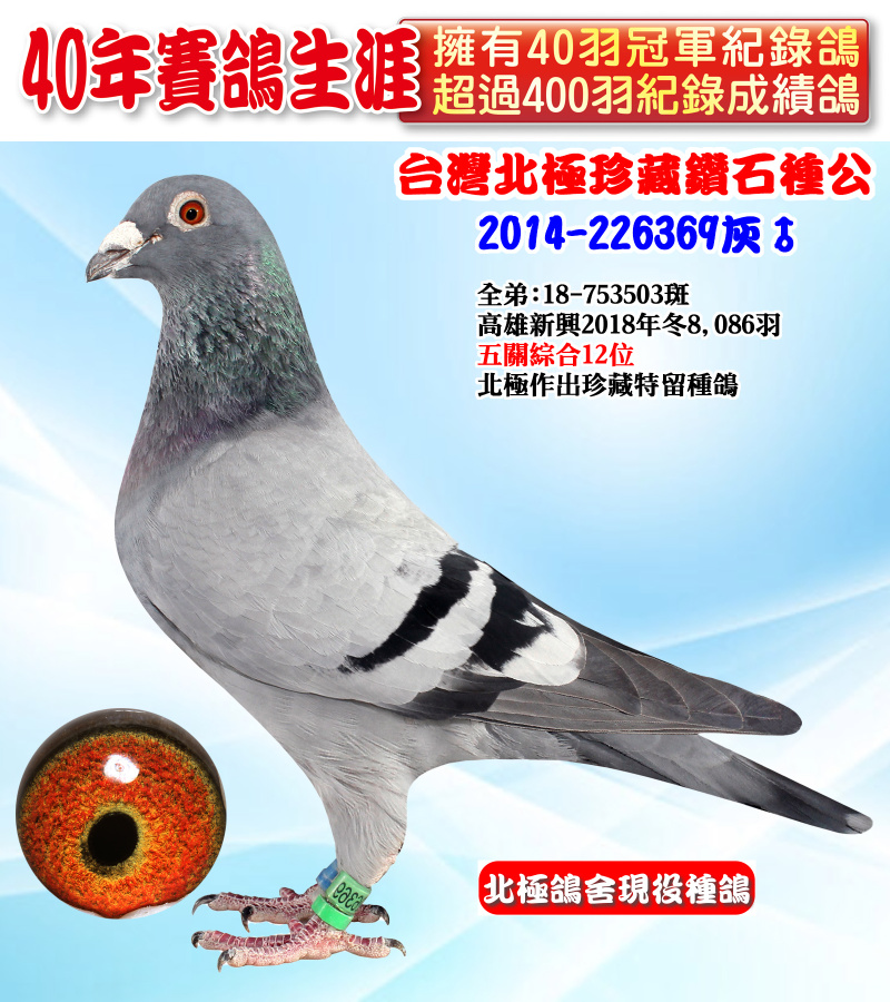 台灣北極珍藏鑽石種公 2014-226369灰♂