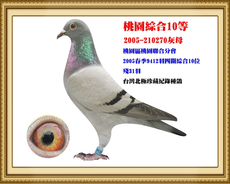 桃園綜合10等 2005-210270灰母