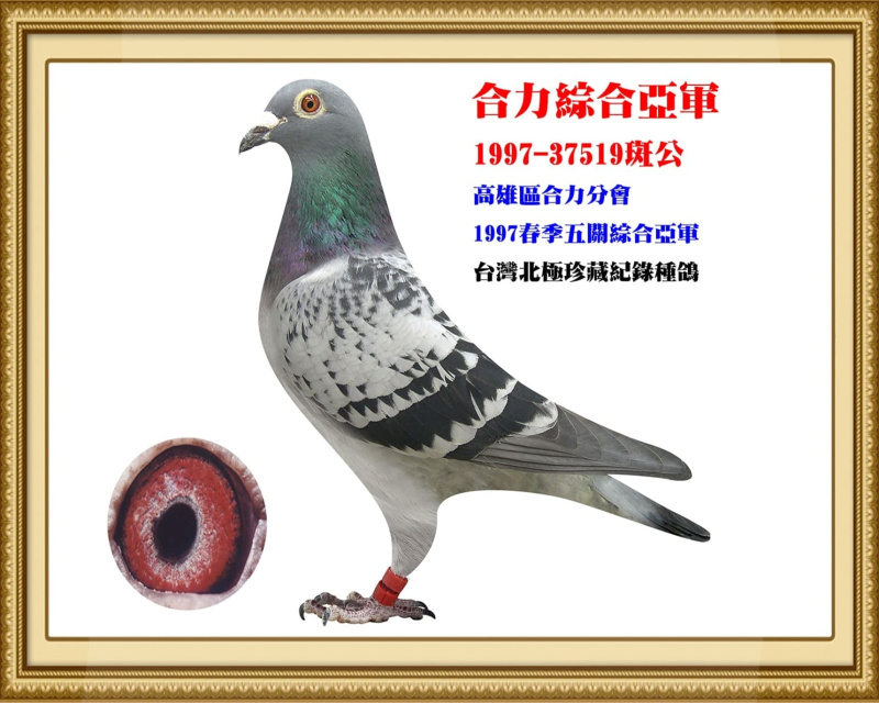 合力綜合亞軍 1997-37519斑公