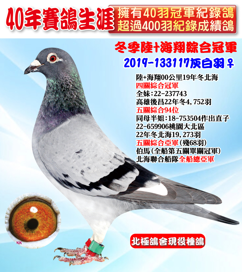 冬季陸+海翔綜合冠軍 2019-133117灰白羽♀