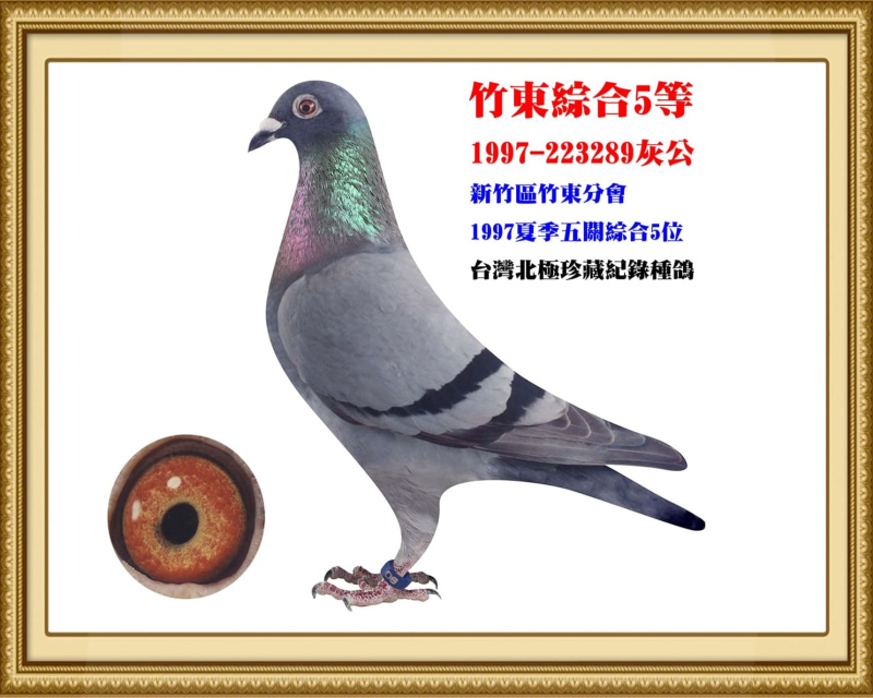 竹東綜合5等 1997-223289灰公