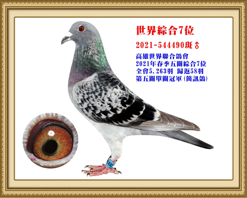 世界綜合7位 2021-544490斑公