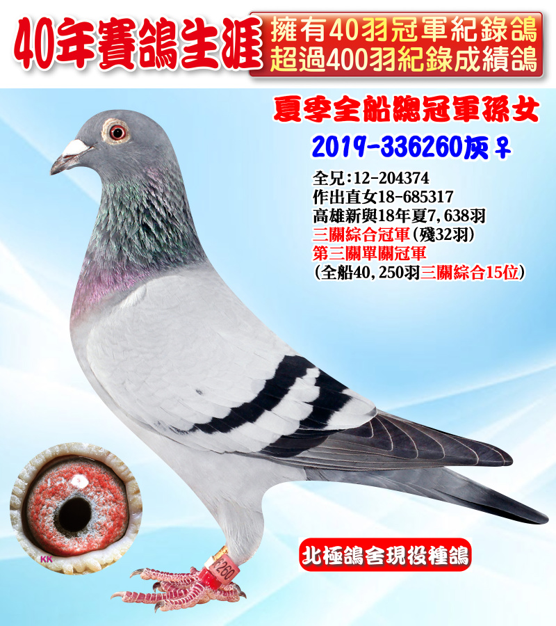 夏季全船總冠軍孫女 2019-336260灰♀