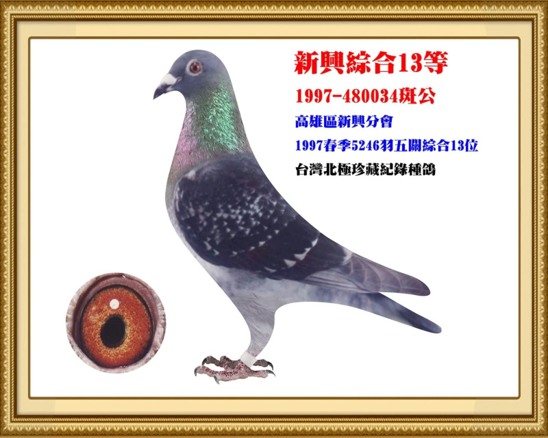 新興綜合13等 1997-480034斑公