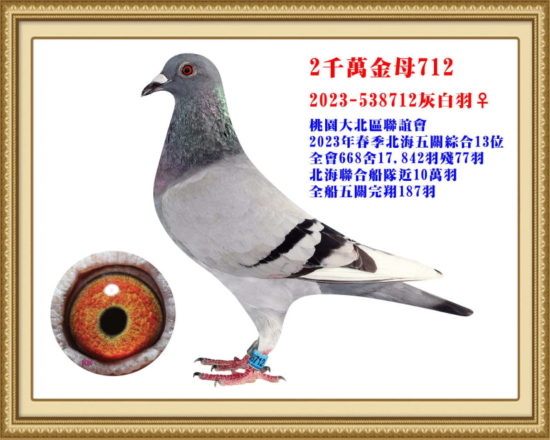 大北區五關綜合13位 2023-538712灰白羽母