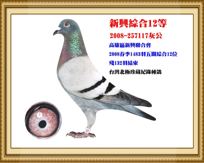 新興綜合12等 2008-257117灰公
