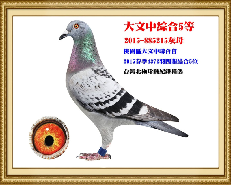大文中綜合5等 2015-885215灰母