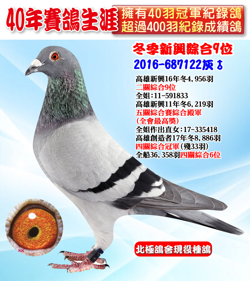 冬季新興綜合9位 2016-687122灰♂