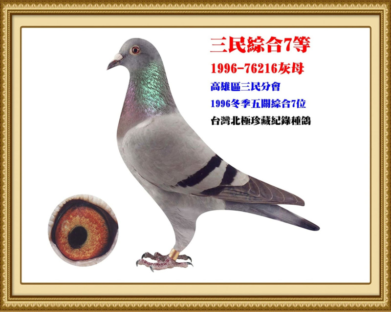 三民綜合7等 1996-76216灰母