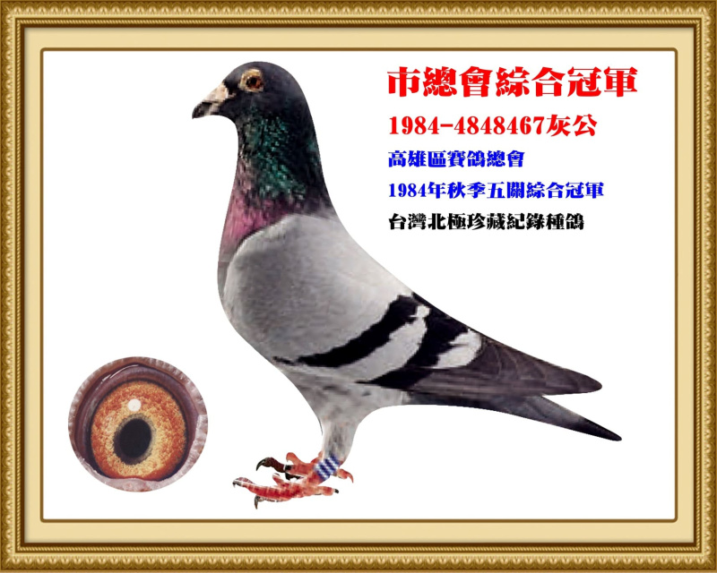 市總會綜合冠軍 1984-4848467灰公