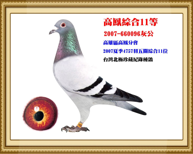 高鳳綜合11等 2007-660096灰公