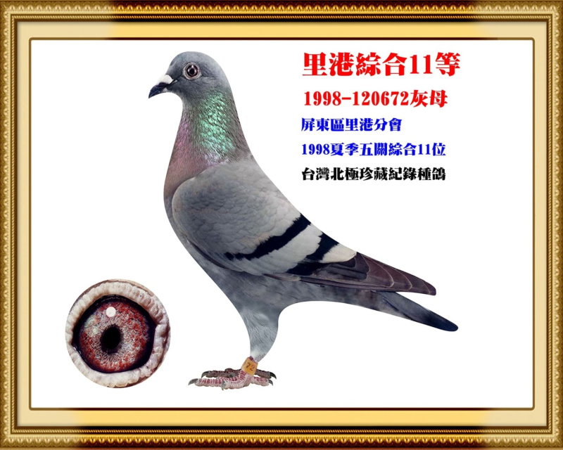 里港綜合11等 1998-120672灰母
