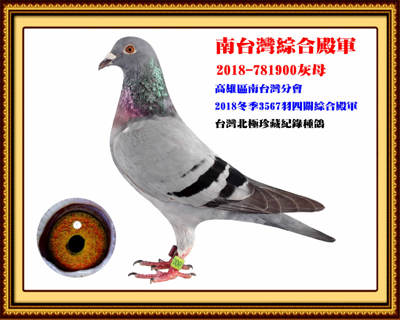 南台灣綜合殿軍 2018-781900灰母