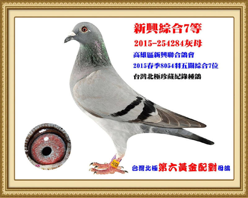 新興綜合7等 2015-254284灰母
