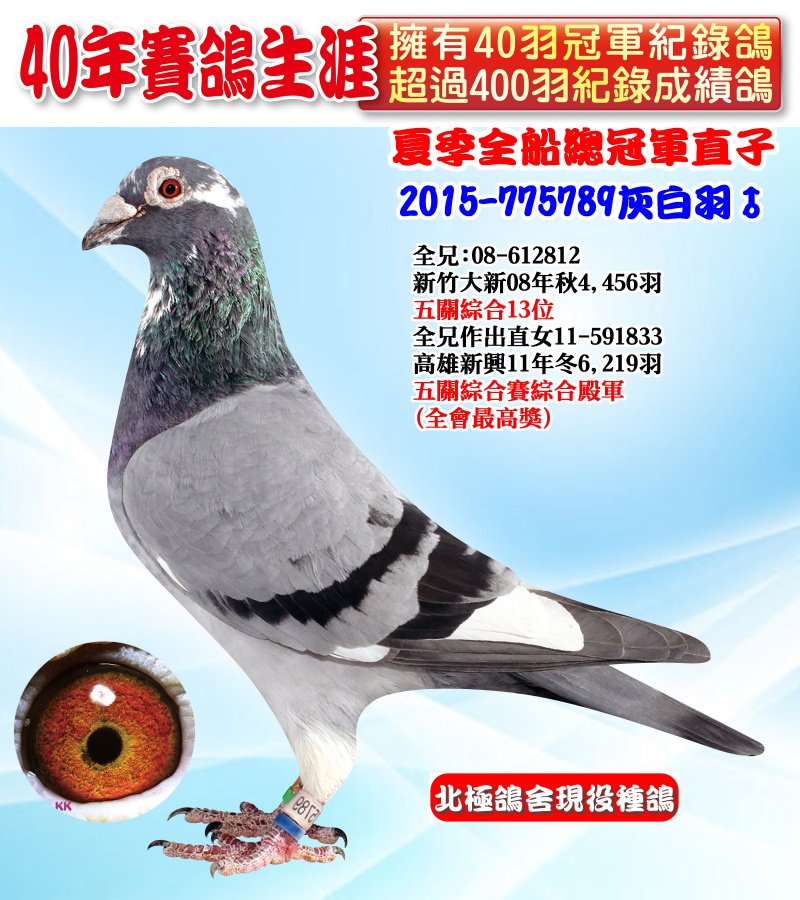夏季全船總冠軍直子 2015-775789灰白羽♂