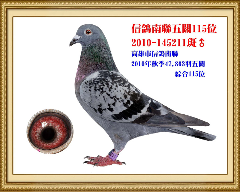 信鴿南聯五關115位 2010-145211斑