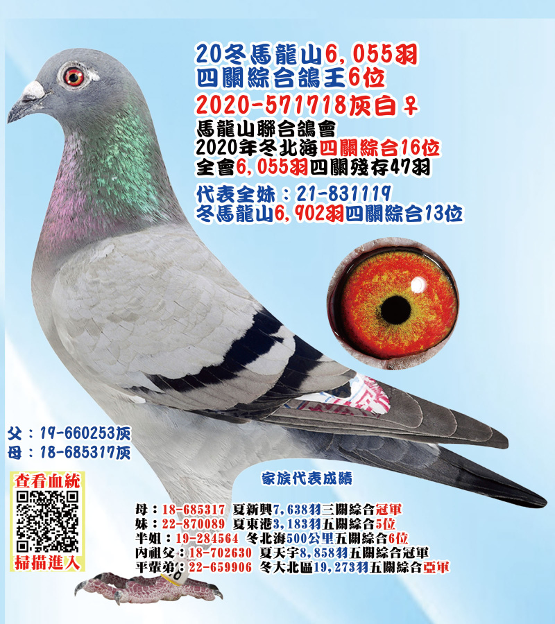 20冬馬龍山6,055羽四關綜合鴿王6位