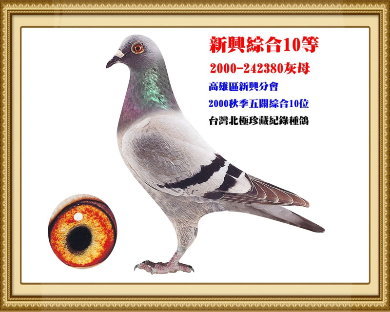 新興綜合10等 2000-242380灰母