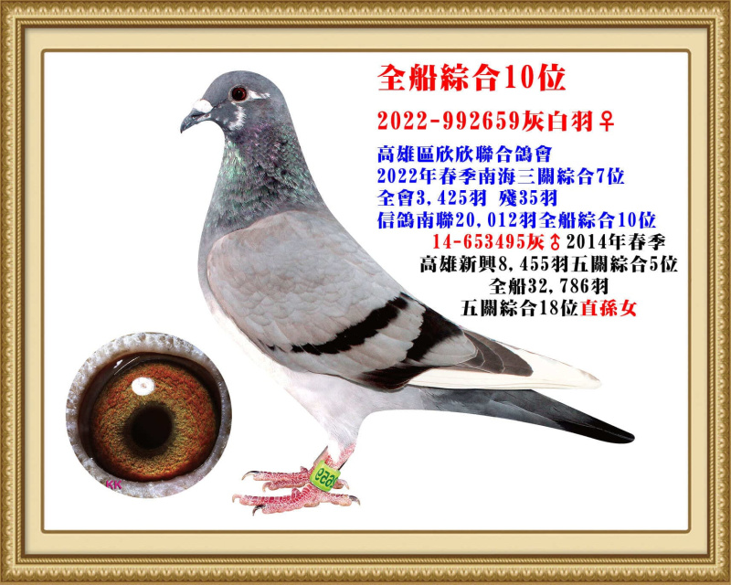 全船綜合10位 2022-992659灰白羽母