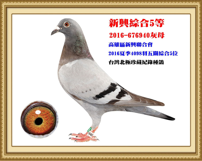 新興綜合5等 2016-676940灰母
