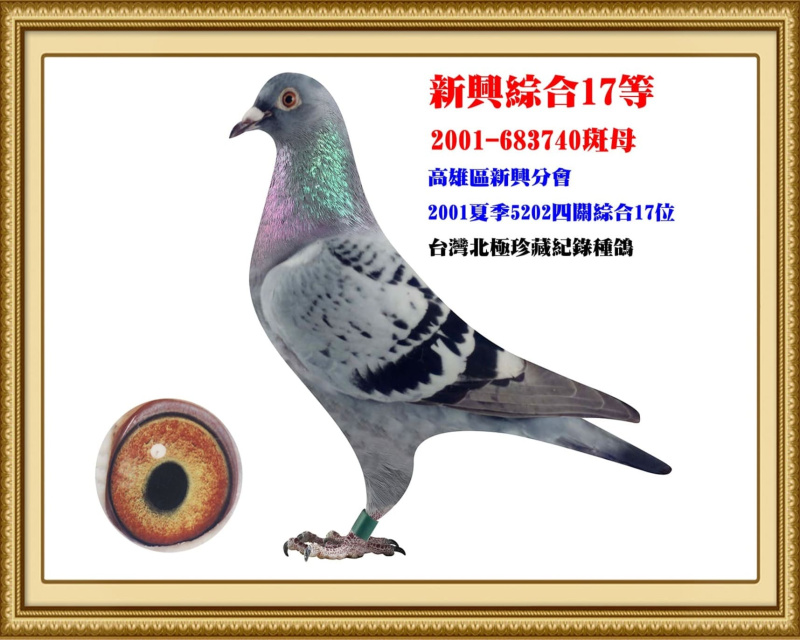 新興綜合17等 2001-683740斑母