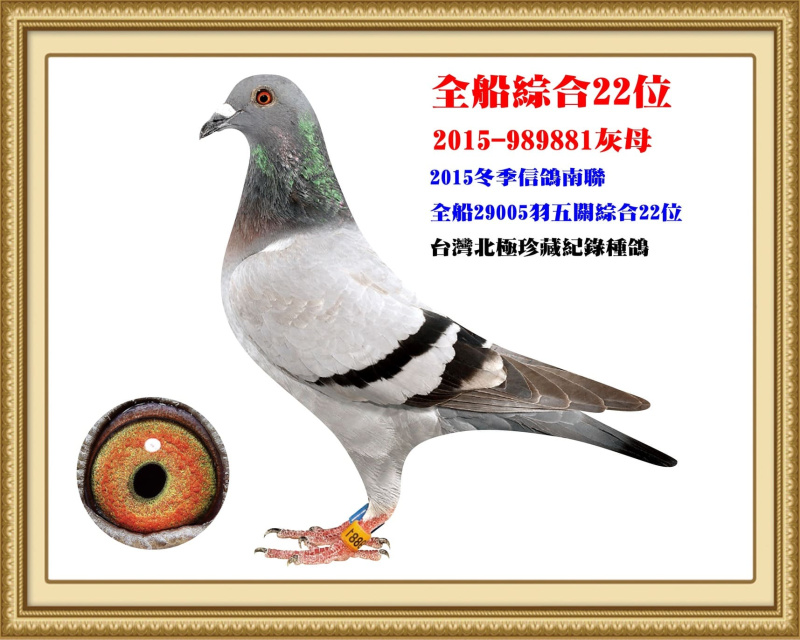 全船綜合22位 2015-989881灰母