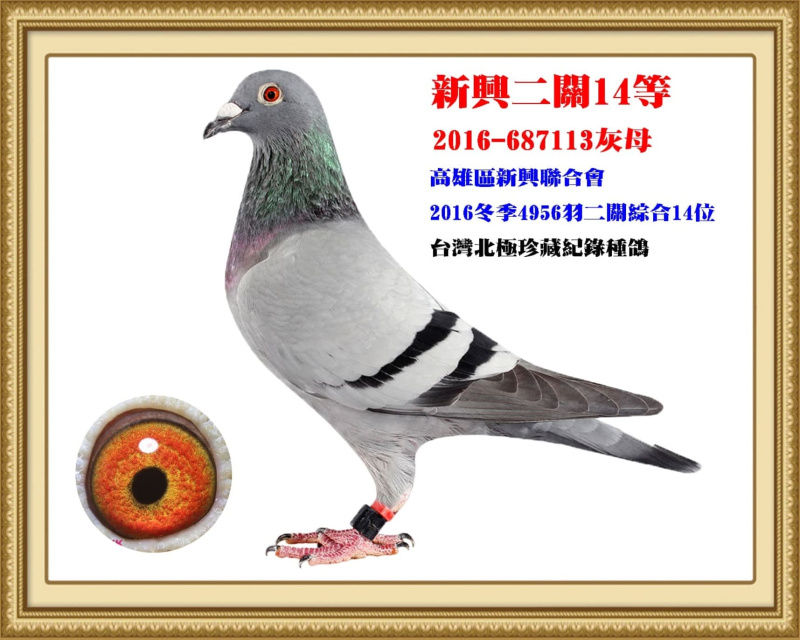 新興二關14等 2016-687113灰母