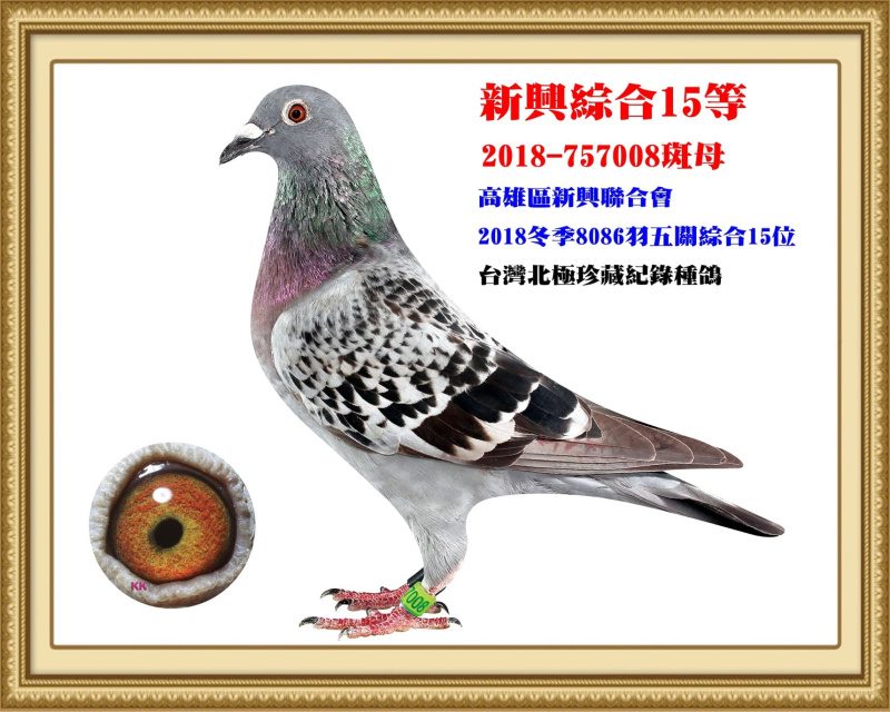 新興綜合15等 2018-757008斑母