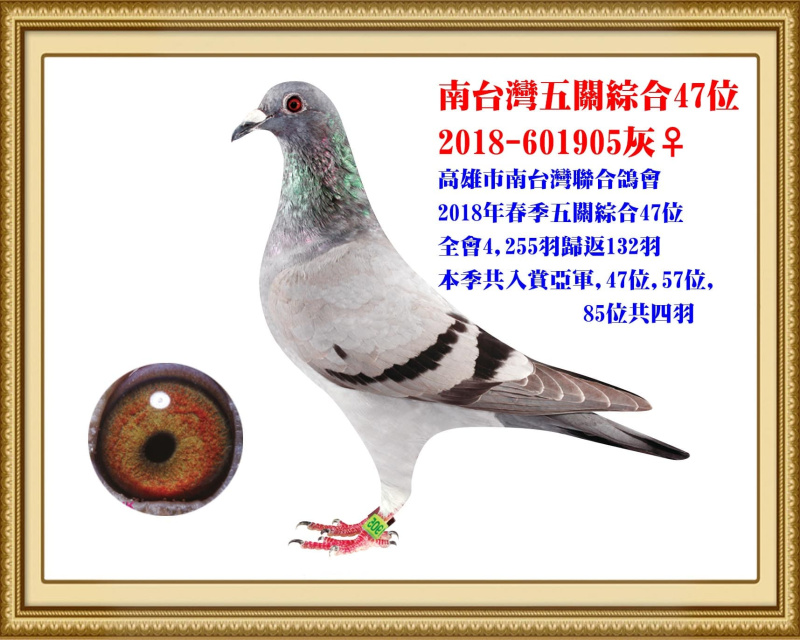南台灣五關綜合47位 2018-601905灰母