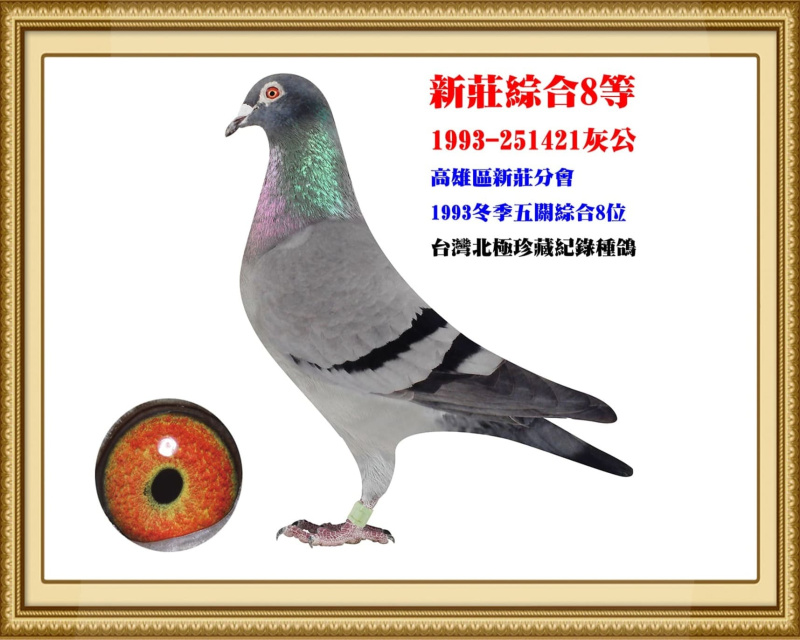 新莊綜合8等 1993-251421灰公